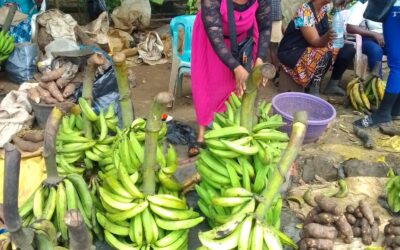 Empowering Entrepreneurs in Cameroon